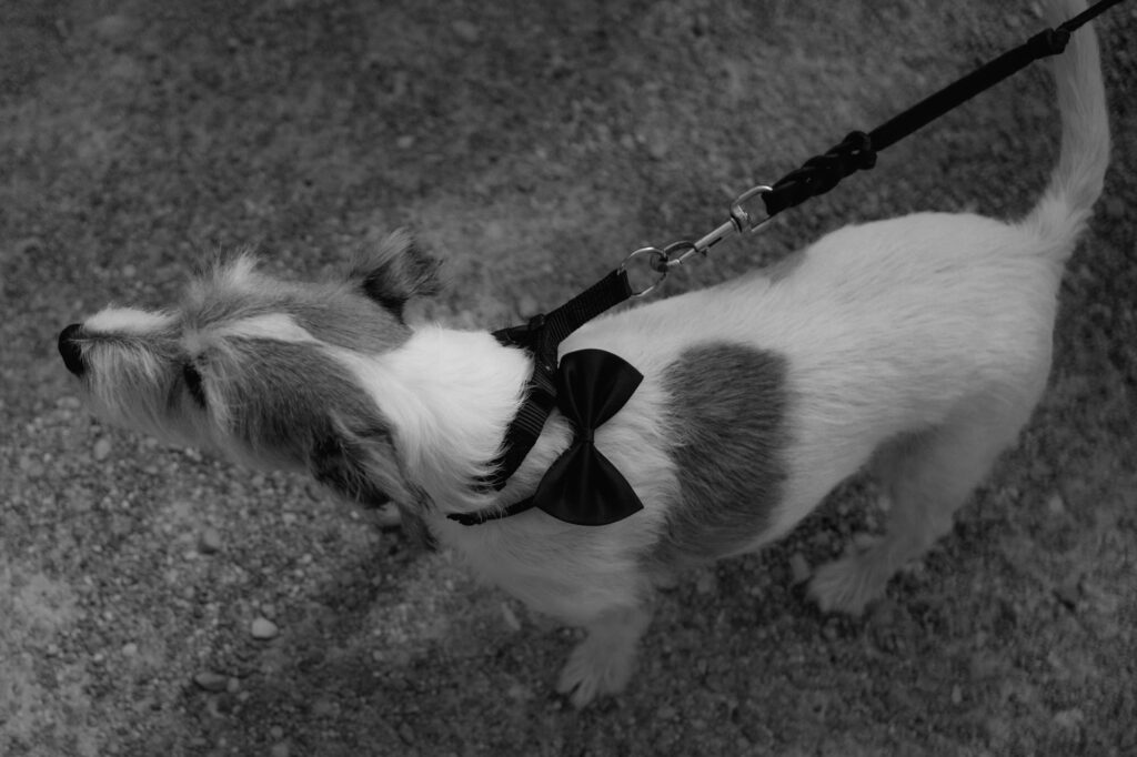 Der kleine Hund trägt neben seinem Halsband eine kleine schwarze Fliege.