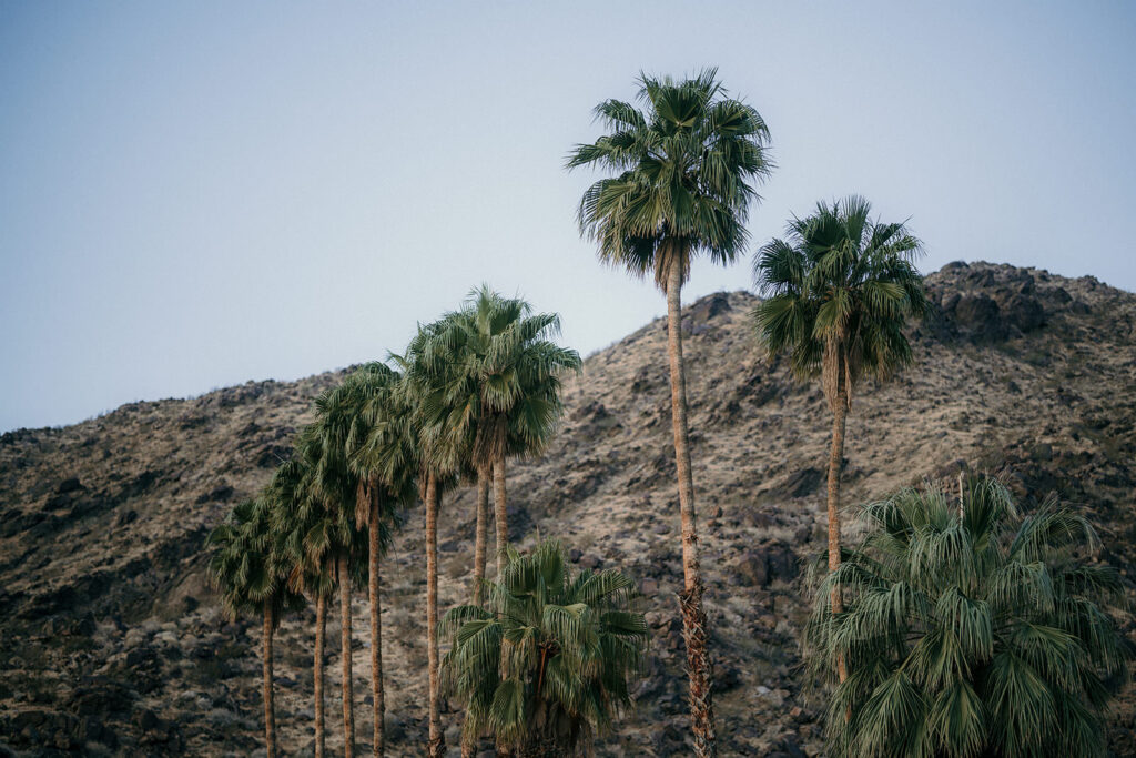 Palm Springs palm trees in the morning light